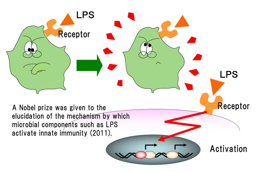 Cơ chế hoạt hóa đại thực bào bằng LPS