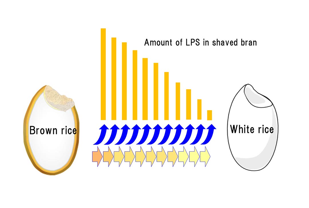 Hàm lượng LPS trong cám gạo
