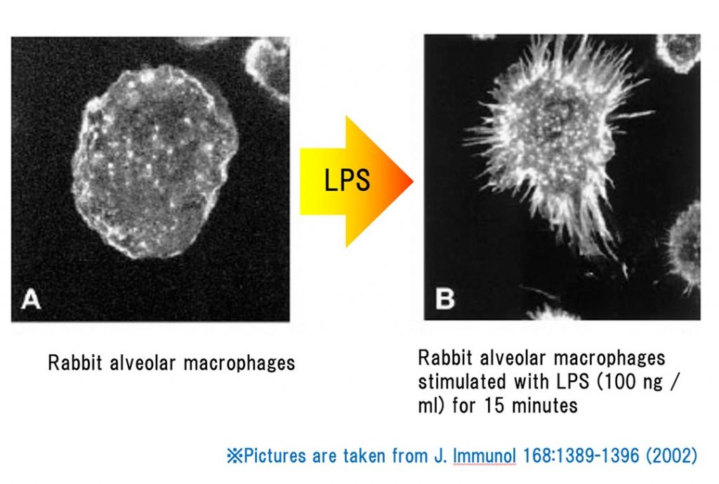 LPS kích hoạt các tế bào miễn dịch