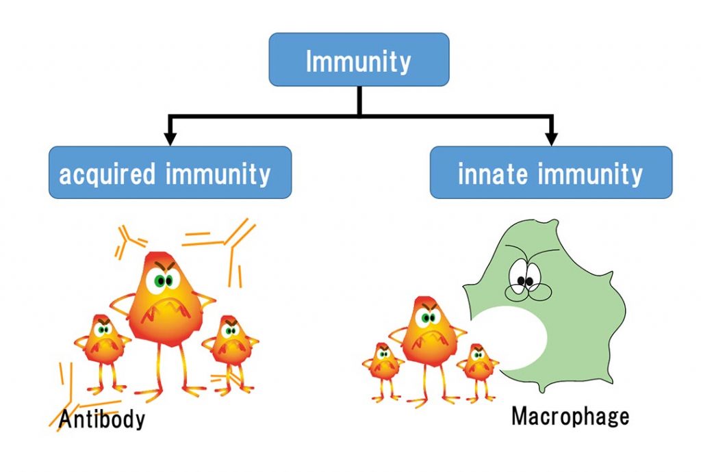 Miễn dịch bao gồm miễn dịch bẩm sinh và miễn dịch thích ứng