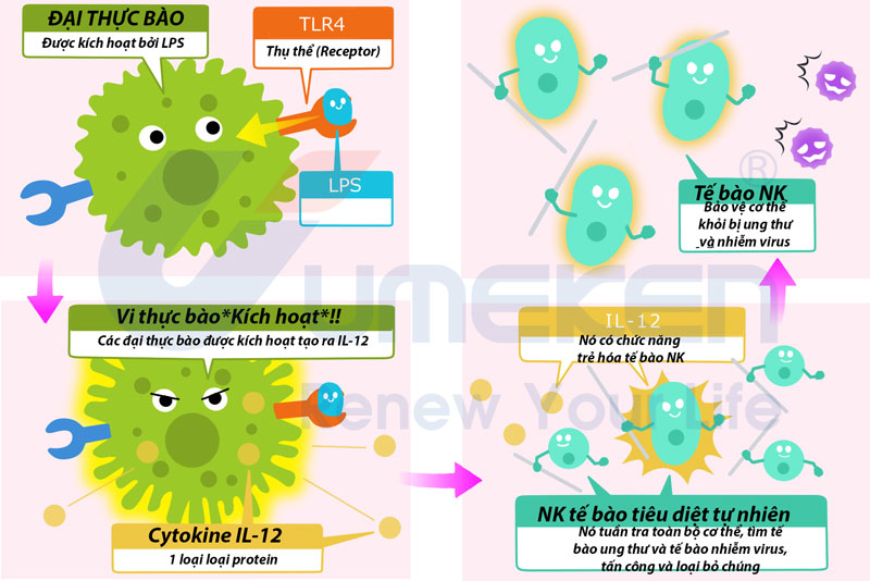 kích hoạt tế bào NK 