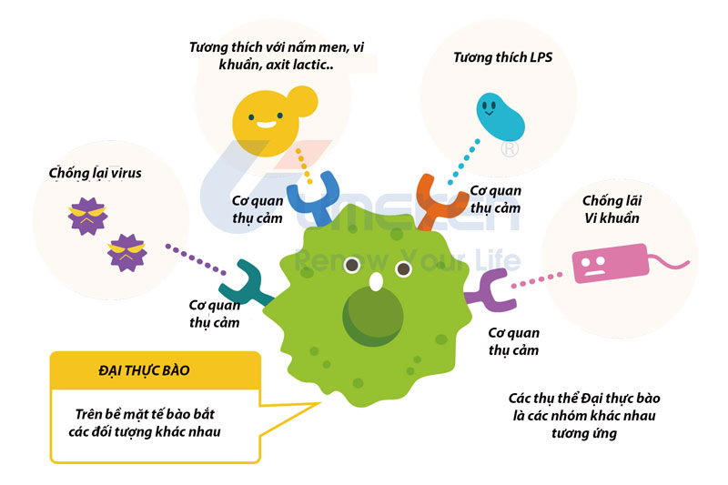 Tế bào miễn dịch "đại thực bào" là gì? 