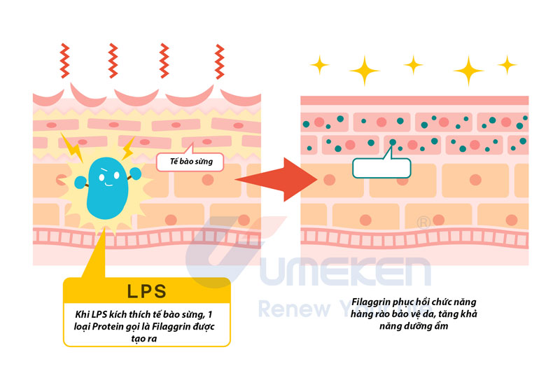 khi LPS kích thích tế bào sừng, một chất kháng khuẩn gọi là "β-defensin" được tạo ra, chất này có thể ngăn chặn sự phát triển của Staphylococcus aureus, chất làm trầm trọng thêm chứng dị ứng .
