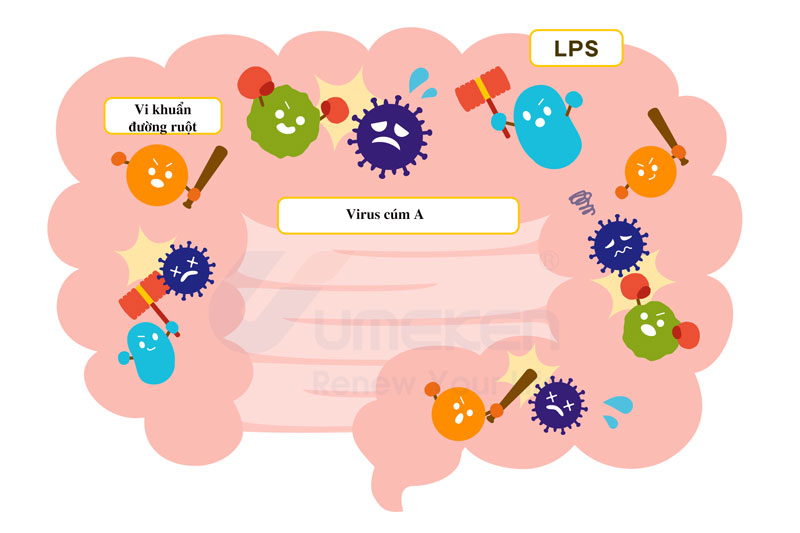 Mối quan hệ giữa LPS và ngăn ngừa bệnh cúm