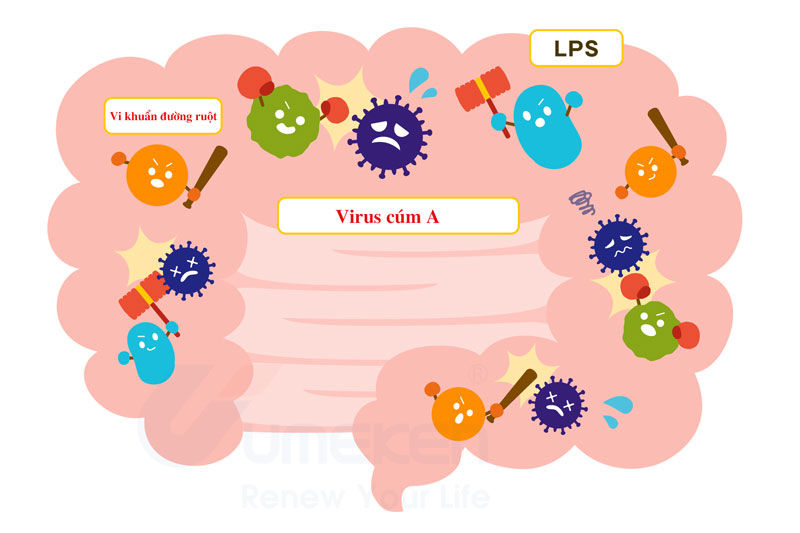 LPS ngăn ngừa và chặn hoạt động của virus cúm A