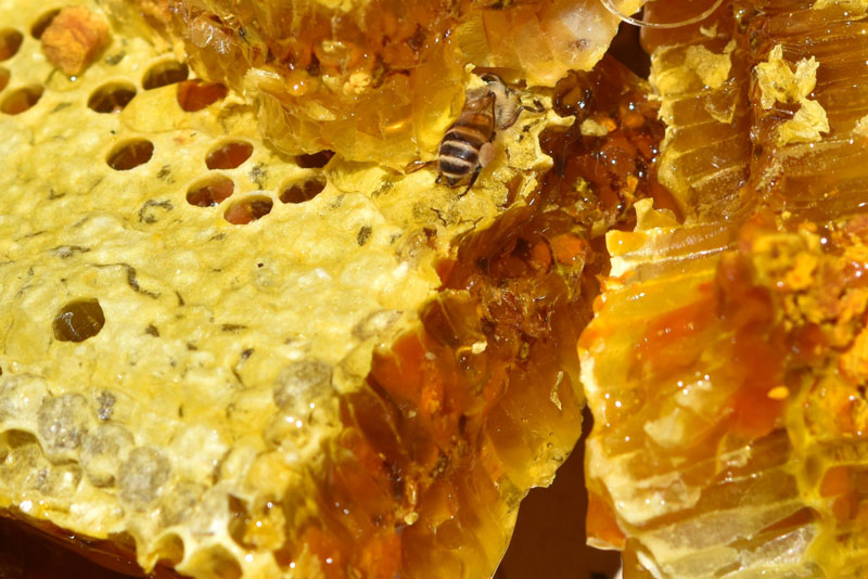 Keo ong tăng cường hệ miễn dịch
